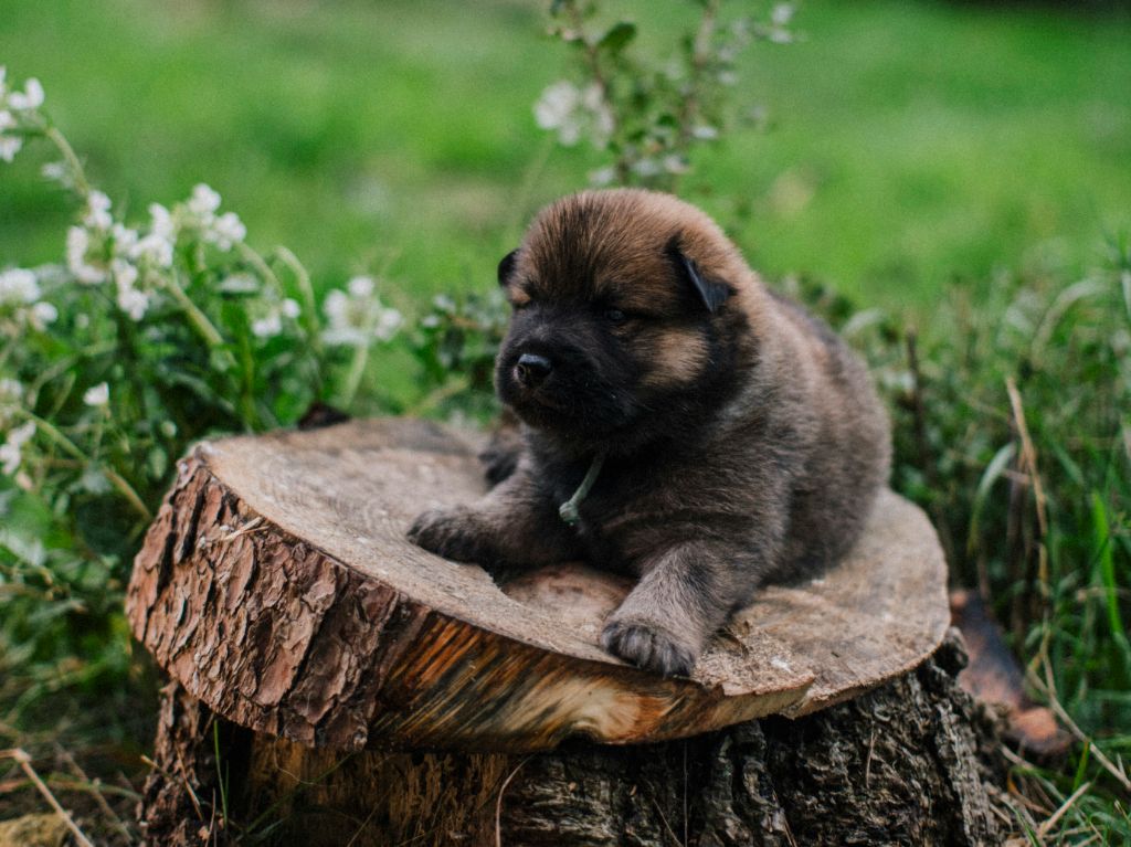 Chiot Eurasier Des Terres d'Orya